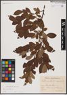 Foto von Salix aurita L.